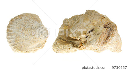 Two old fossils 9730337