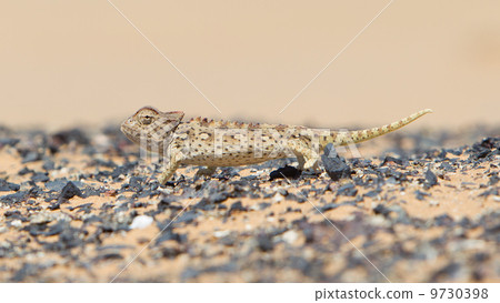 Namaqua Chameleon hunting in the Namib desert 9730398