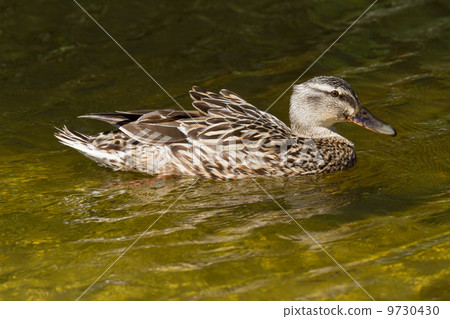 A wild duck A wild duck 9730430