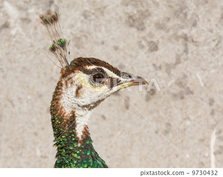 Female peacock Female peacock 9730432