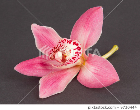 Colorful pink orchid Colorful pink orchid 9730444