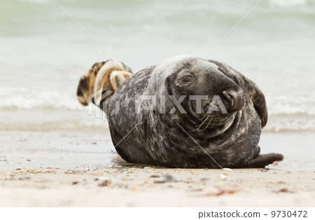 A grey seal A grey seal 9730472