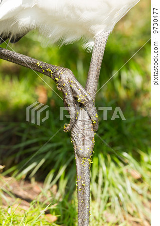 Close-up of the legs of a big bird 9730477