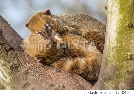 Two coatimundis are sleeping Two coatimundis are sleeping 9730491