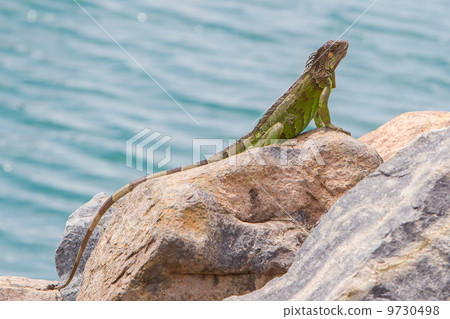 Green Iguana (Iguana iguana) sitting on rocks 9730498