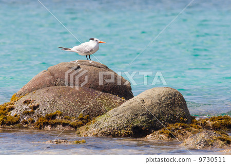 Royal Tern (Thalasseus maximus maximus) 9730511