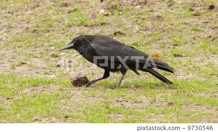 Crow eating a piece of meat 9730546