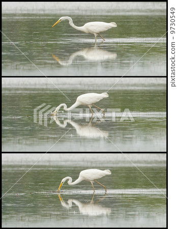 Great Egret / White Heron photo series Great Egret / White Heron photo series 9730549