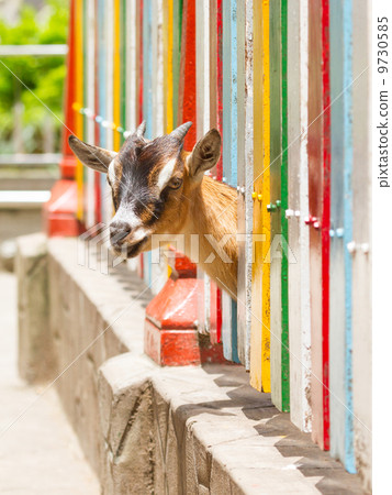 Goat looking through a fence 9730585