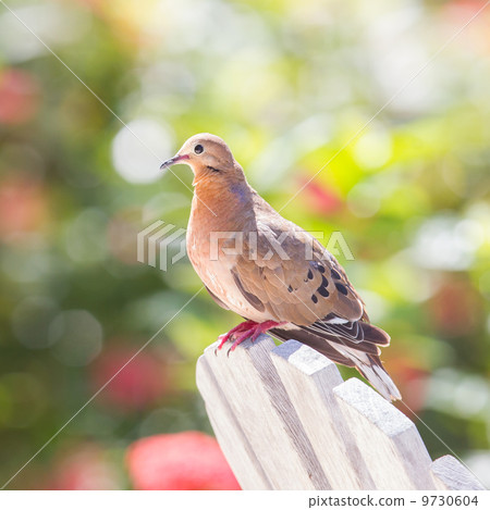 Red Turtle Dove (Streptopelia tranquebarica) Red Turtle Dove (Streptopelia tranquebarica) 9730604