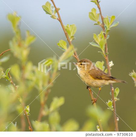 A Willow Warbler 9730610