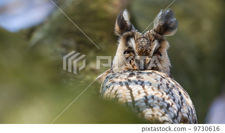 A sleeping long-eared owl 9730616