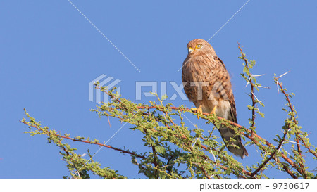 Greater kestrel (Falco rupicoloides) 9730617