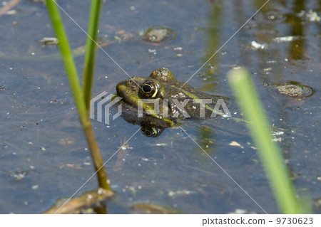 Frog in pond in spring Frog in pond in spring 9730623