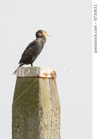 Cormorant on a pole 9730631