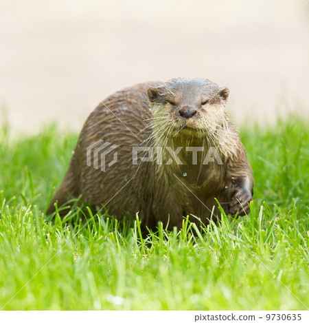 Wet otter is standing in the green grass Wet otter is standing in the green grass 9730635