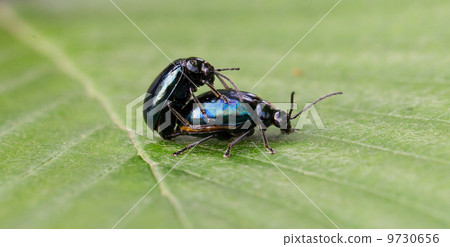 Pair of black beetles, mating behavior Pair of black beetles, mating behavior 9730656