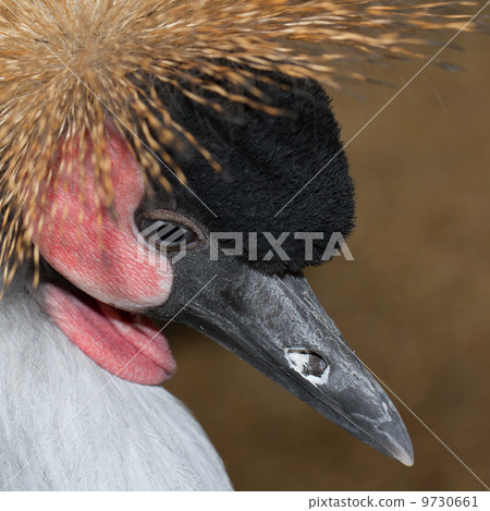 A crowned crane 9730661