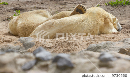 Close-up of a polarbear in capticity 9730668