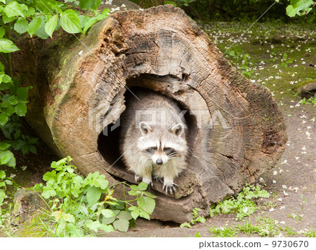 Adult raccoon at his nest 9730670