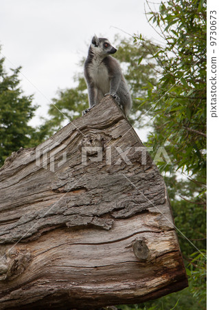 Ring-tailed lemur in captivity 9730673