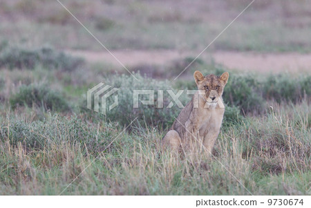 Lion walking on the rainy plains of Etosha 9730674