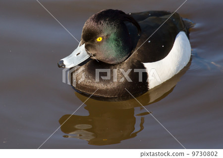 Male Tufted duck 9730802