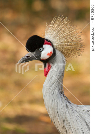 A crowned crane 9730803