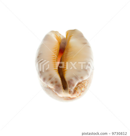 Marine sea shell in a studio setting 9730812