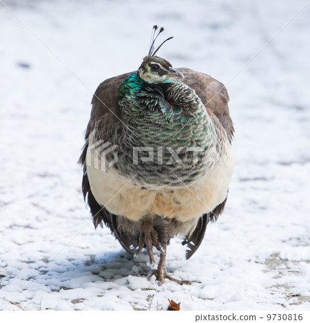Female peacock standing in the snow Female peacock standing in the snow 9730816