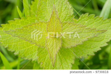 Green stinging nettle 9730818
