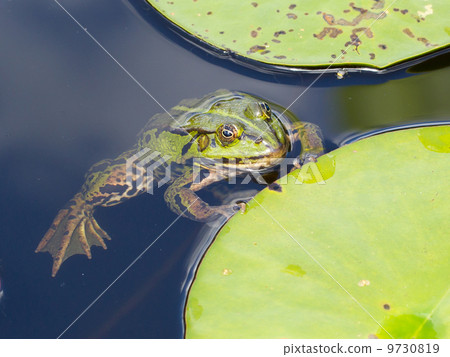 Common Frog (Rana temporaria) 9730819