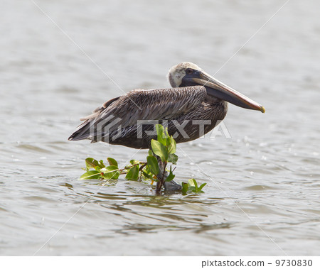 Brown pelican (Pelecanus occidentalis) Brown pelican (Pelecanus occidentalis) 9730830