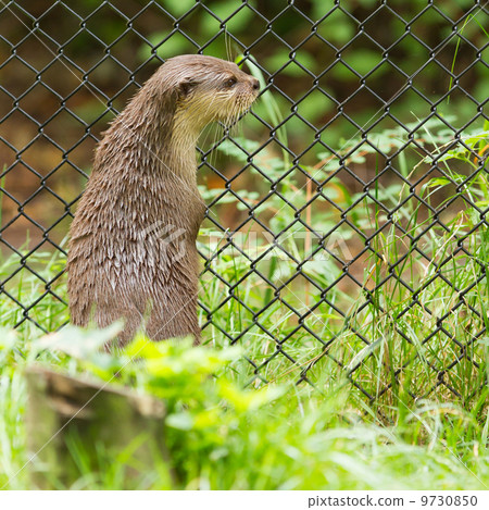 Otter in captivity is looking through the fence of it's cage Otter in captivity is looking through the fence of it's cage 9730850