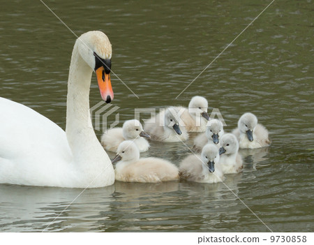 Cygnets are swimming in the water Cygnets are swimming in the water 9730858