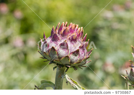 Purple cardoon (Cynara cardunculus) Purple cardoon (Cynara cardunculus) 9730867