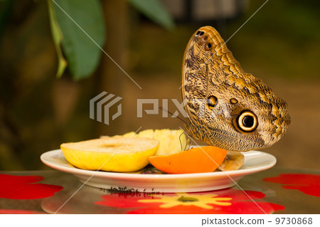 Large butterfly eating Large butterfly eating 9730868