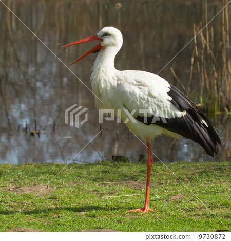 A stork in its natural habitat A stork in its natural habitat 9730872