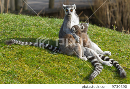 Ring-tailed lemur (Lemur catta) 9730890