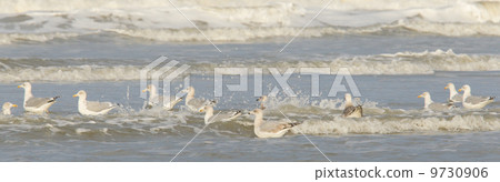 Herring gull on a beach Herring gull on a beach 9730906