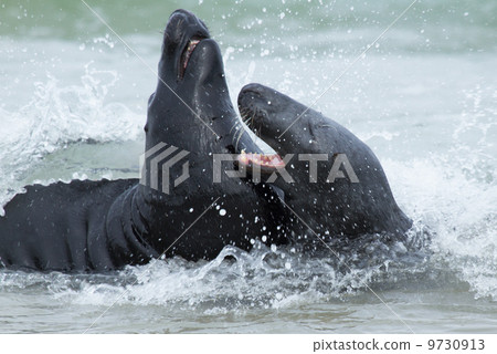 Two fighting grey seals Two fighting grey seals 9730913