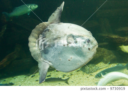 Ocean sunfish (Mola mola) in captivity 9730919