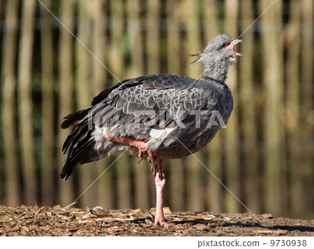 Close-up of a Southern Screamer Close-up of a Southern Screamer 9730938