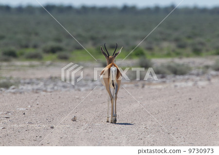 Springbok antelope (Antidorcas marsupialis) walking away 9730973