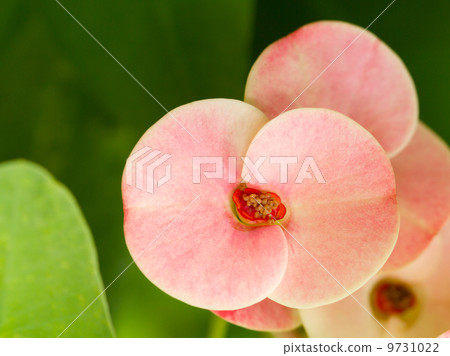 Pink flowers blooming 9731022