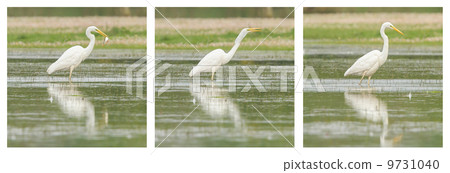 Great Egret / White Heron photo series 9731040