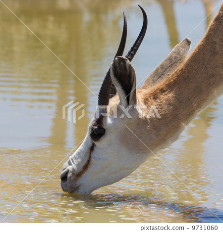 Springbok antelope (Antidorcas marsupialis), close-up, drinking Springbok antelope (Antidorcas marsupialis), close-up, drinking 9731060