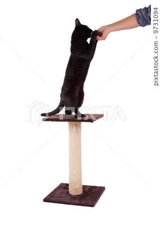 Black cat with a scratch pole 9731094