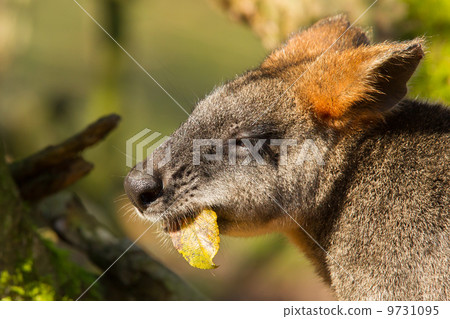 Close-up of an eating swamp wallaby Close-up of an eating swamp wallaby 9731095