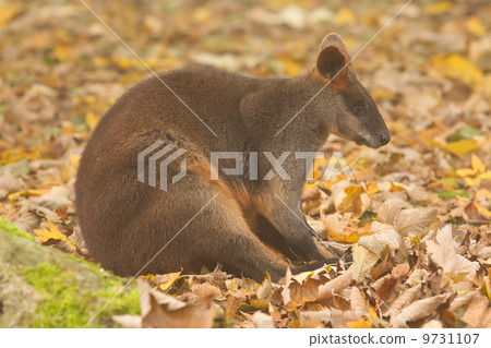 Close-up swamp wallaby Close-up swamp wallaby 9731107